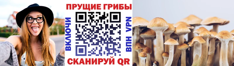 Галлюциногенные грибы прущие грибы  Устюжна 